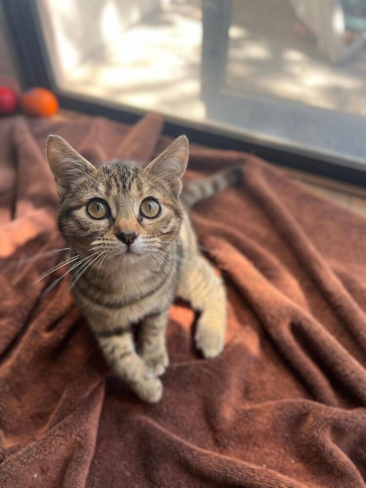 Enlarge Gigi, a Adoptable Domestic Short Hair in Oceanside, CA image 3/4