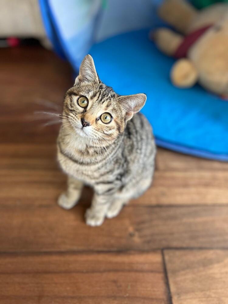 Enlarge Gigi, a Adoptable Domestic Short Hair in Oceanside, CA image 4/4