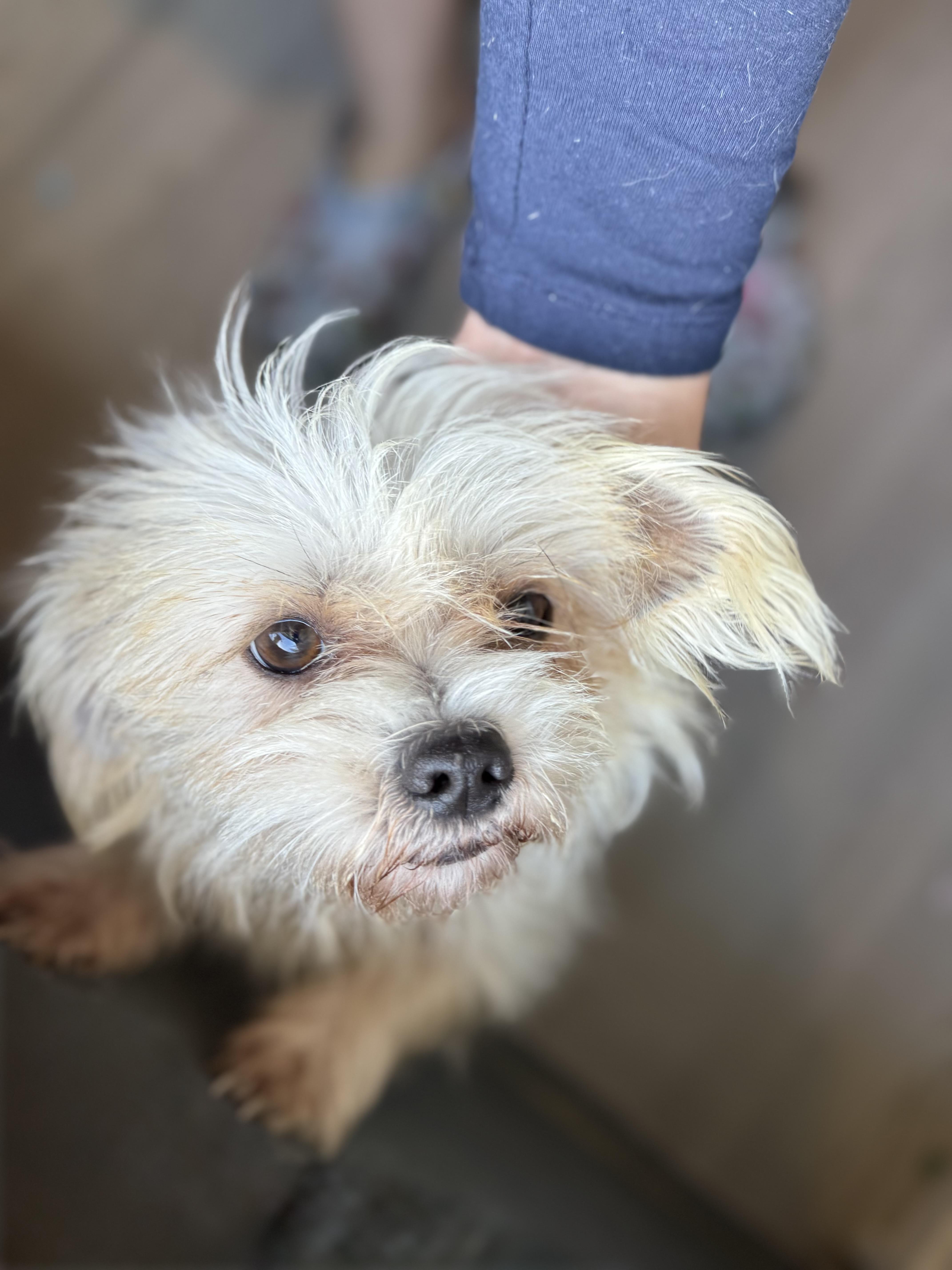 Snowball thumbnail 4