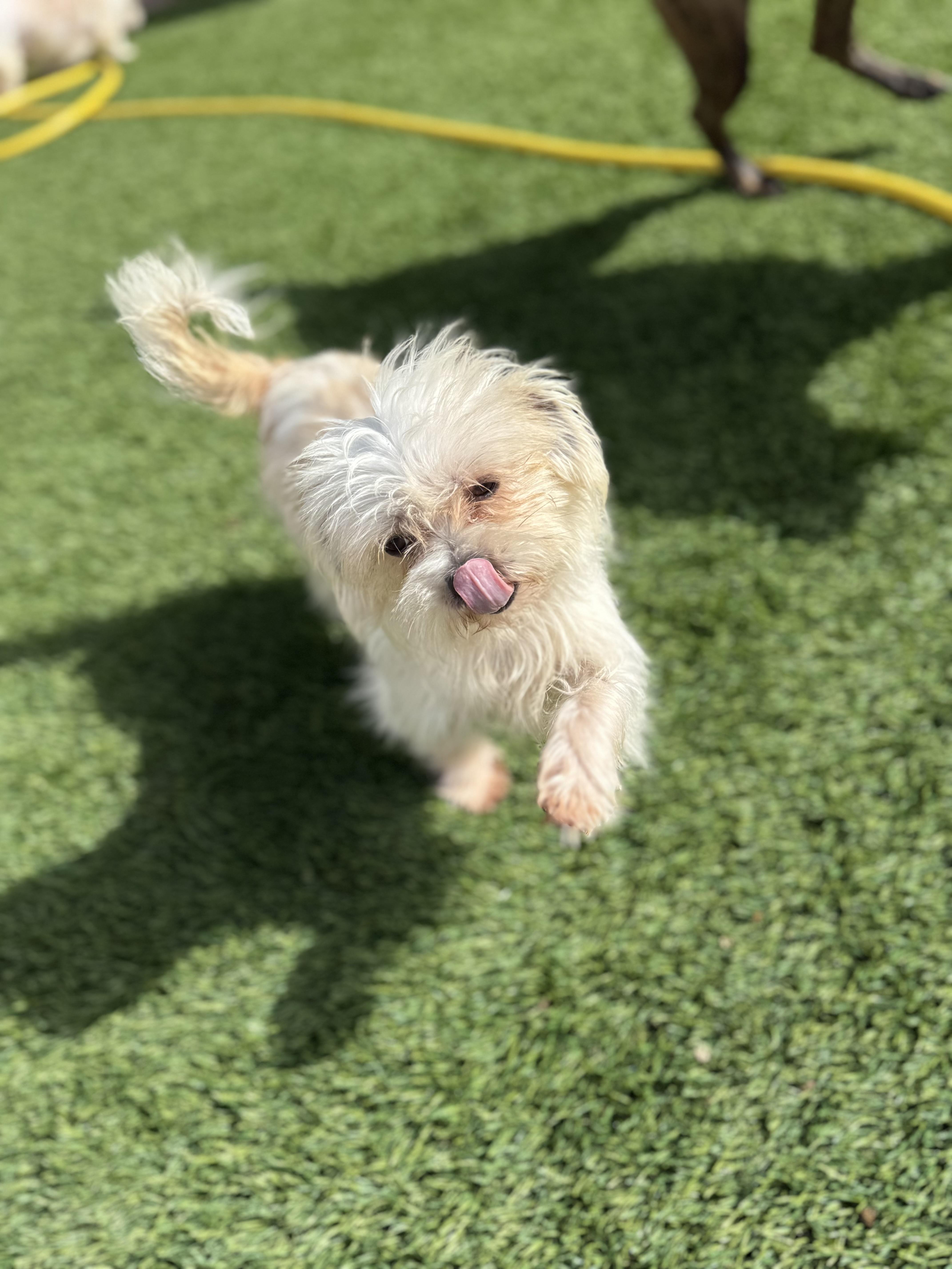 Snowball thumbnail 5