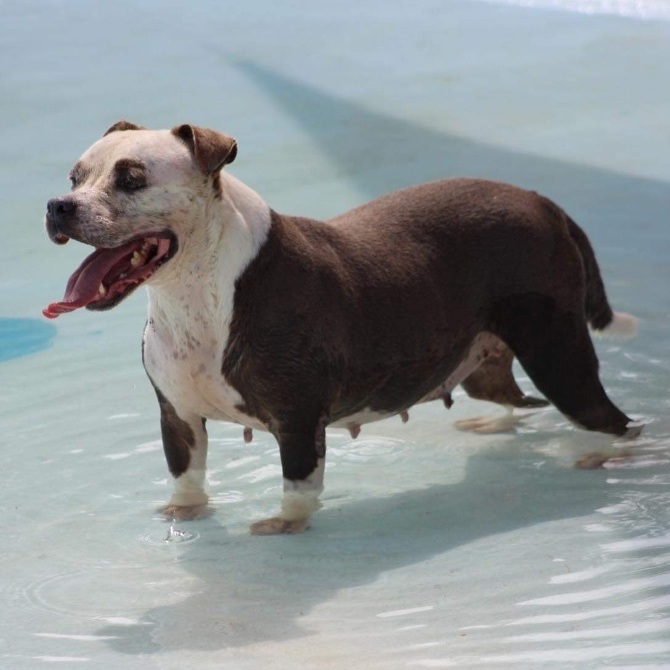 Enlarge Sakura, a Adoptable Pit Bull Terrier in Newark, NJ image 2/6