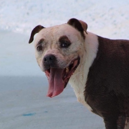 Enlarge Sakura, a Adoptable Pit Bull Terrier in Newark, NJ image 5/6