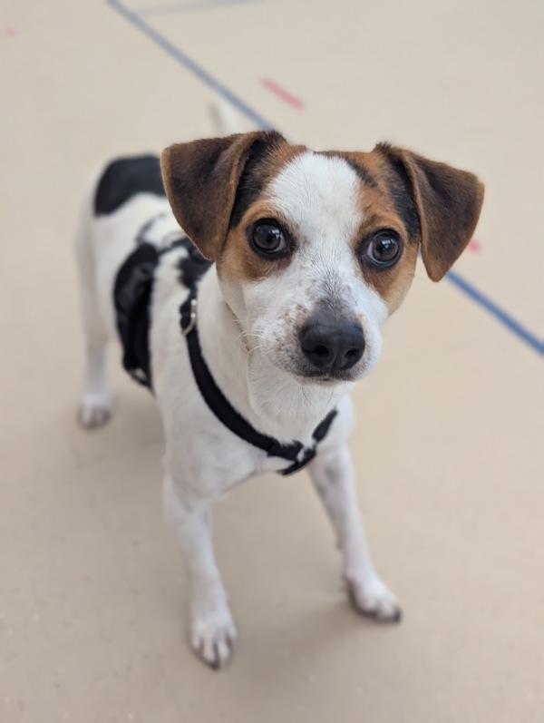 Alfredo Linguini, Adoptable, Adult Male Beagle & Chihuahua.