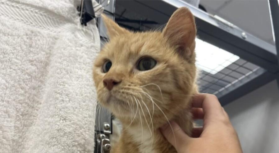 Mirabella, Senior Female Domestic Short Hair