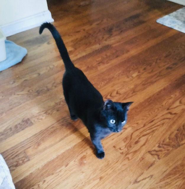 Enlarge Darius, a Adoptable Domestic Short Hair in Buford, GA image 1/2