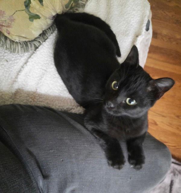 Enlarge Darius, a Adoptable Domestic Short Hair in Buford, GA image 2/2