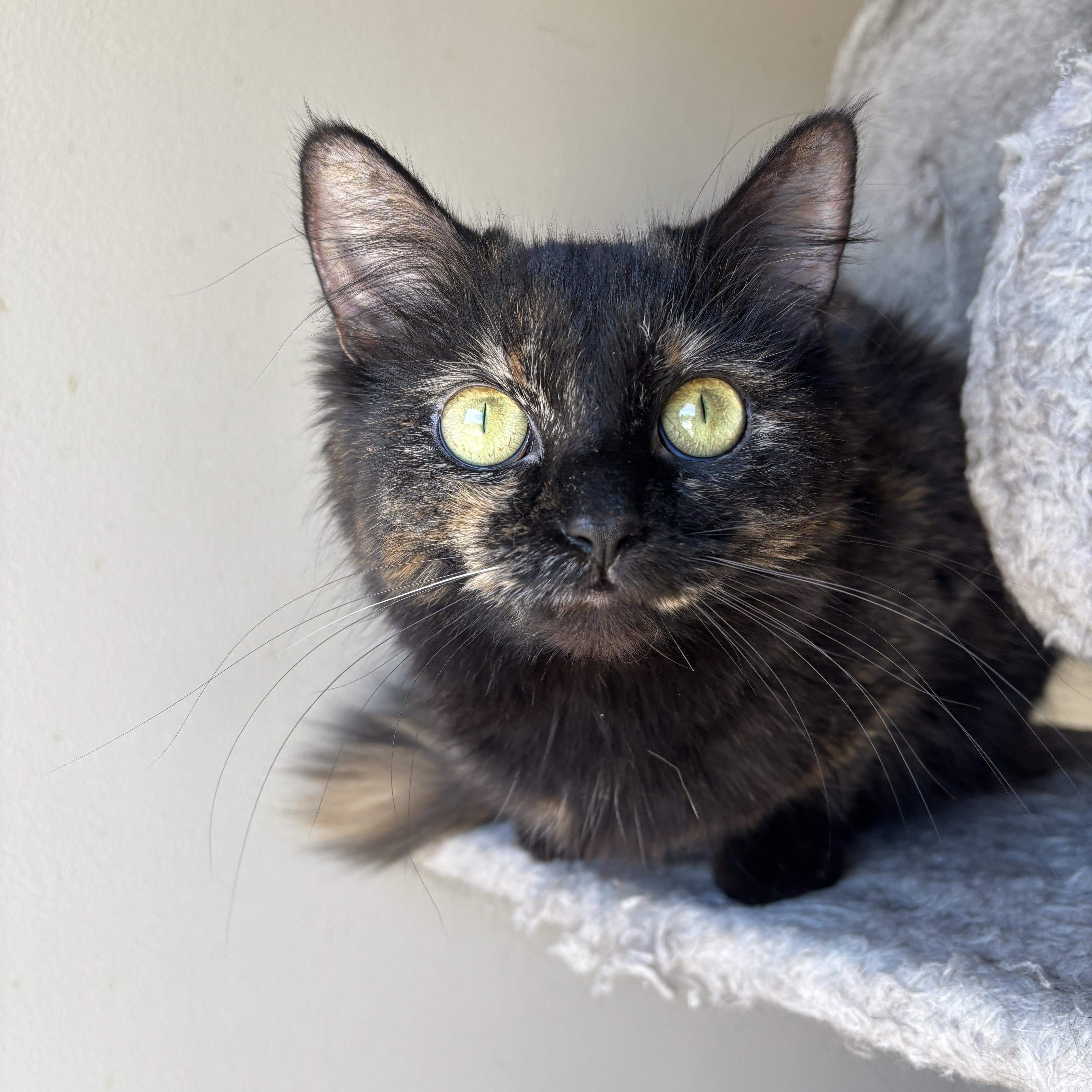 Enlarge STELLAH, a ADOPTABLE Tortoiseshell in Shakespeare, ON image 1/6