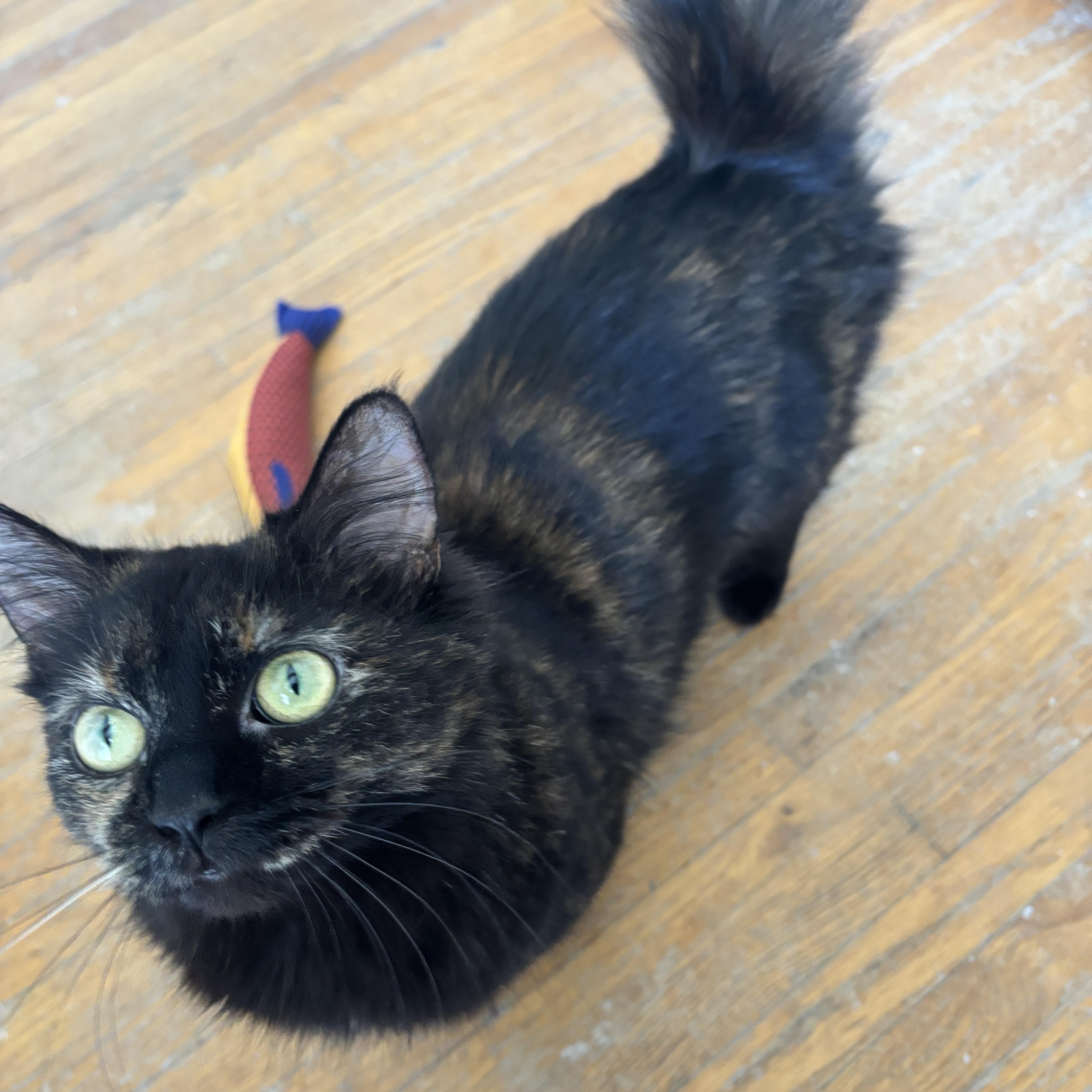Enlarge STELLAH, a ADOPTABLE Tortoiseshell in Shakespeare, ON image 5/6