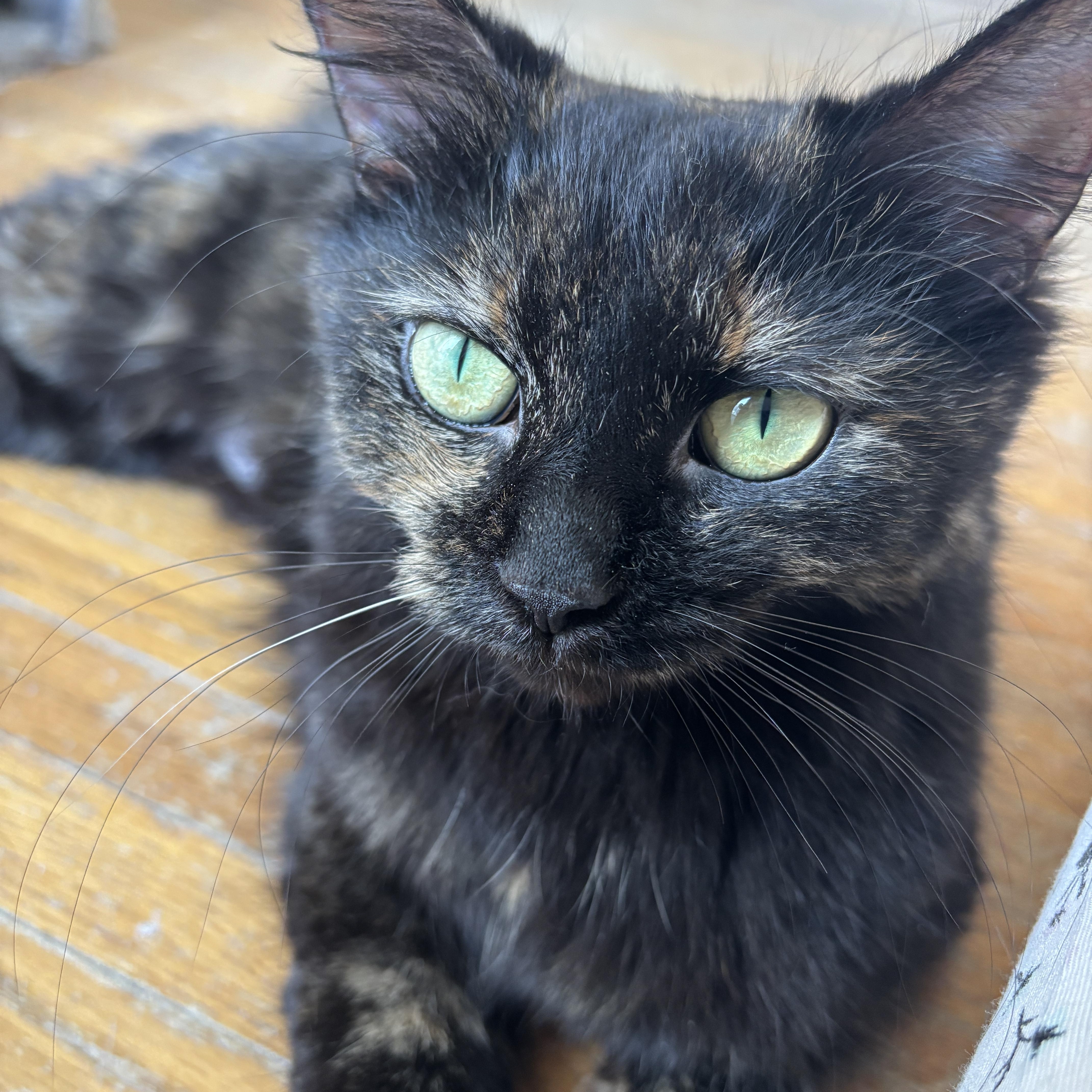 Enlarge STELLAH, a ADOPTABLE Tortoiseshell in Shakespeare, ON image 2/6
