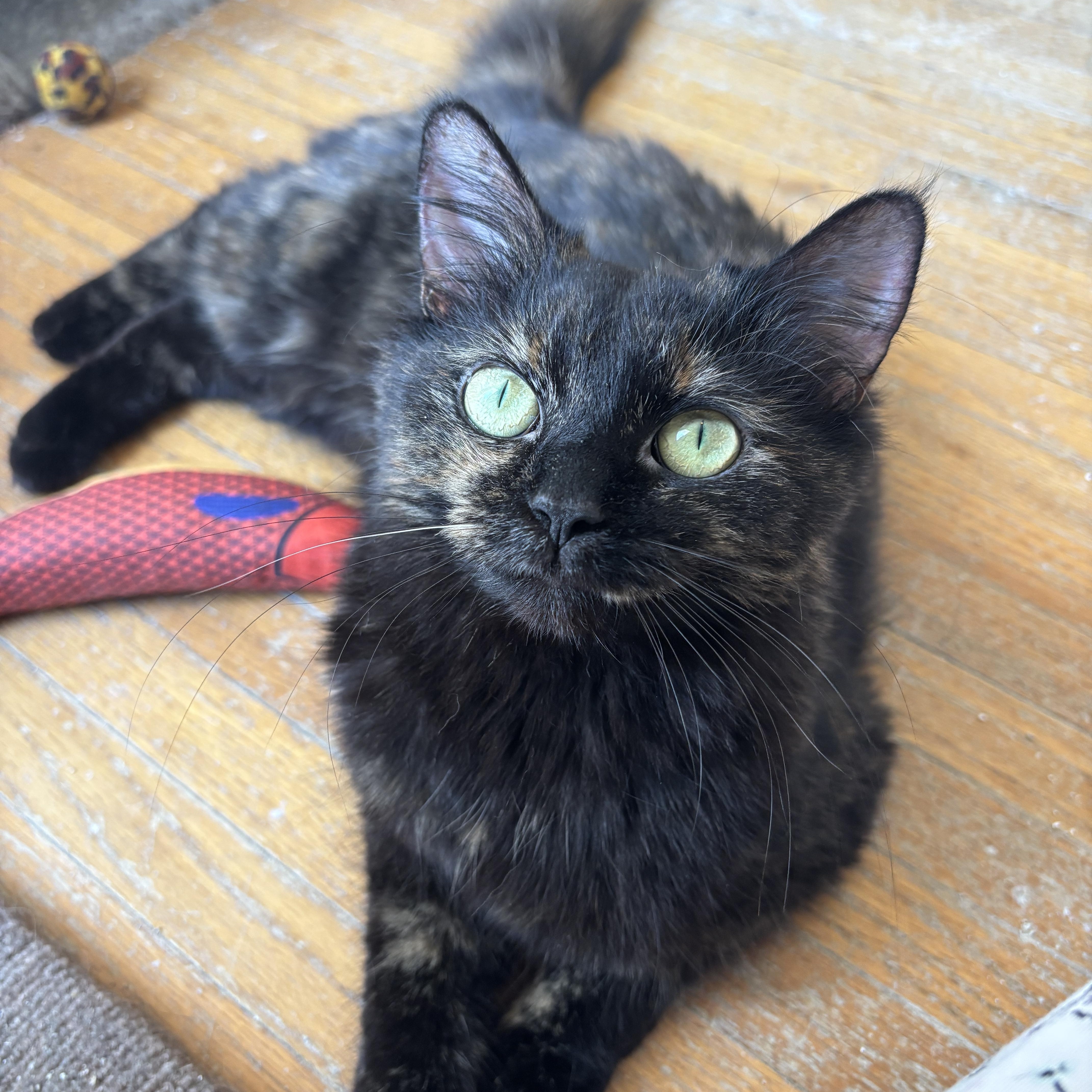 Enlarge STELLAH, a ADOPTABLE Tortoiseshell in Shakespeare, ON image 4/6