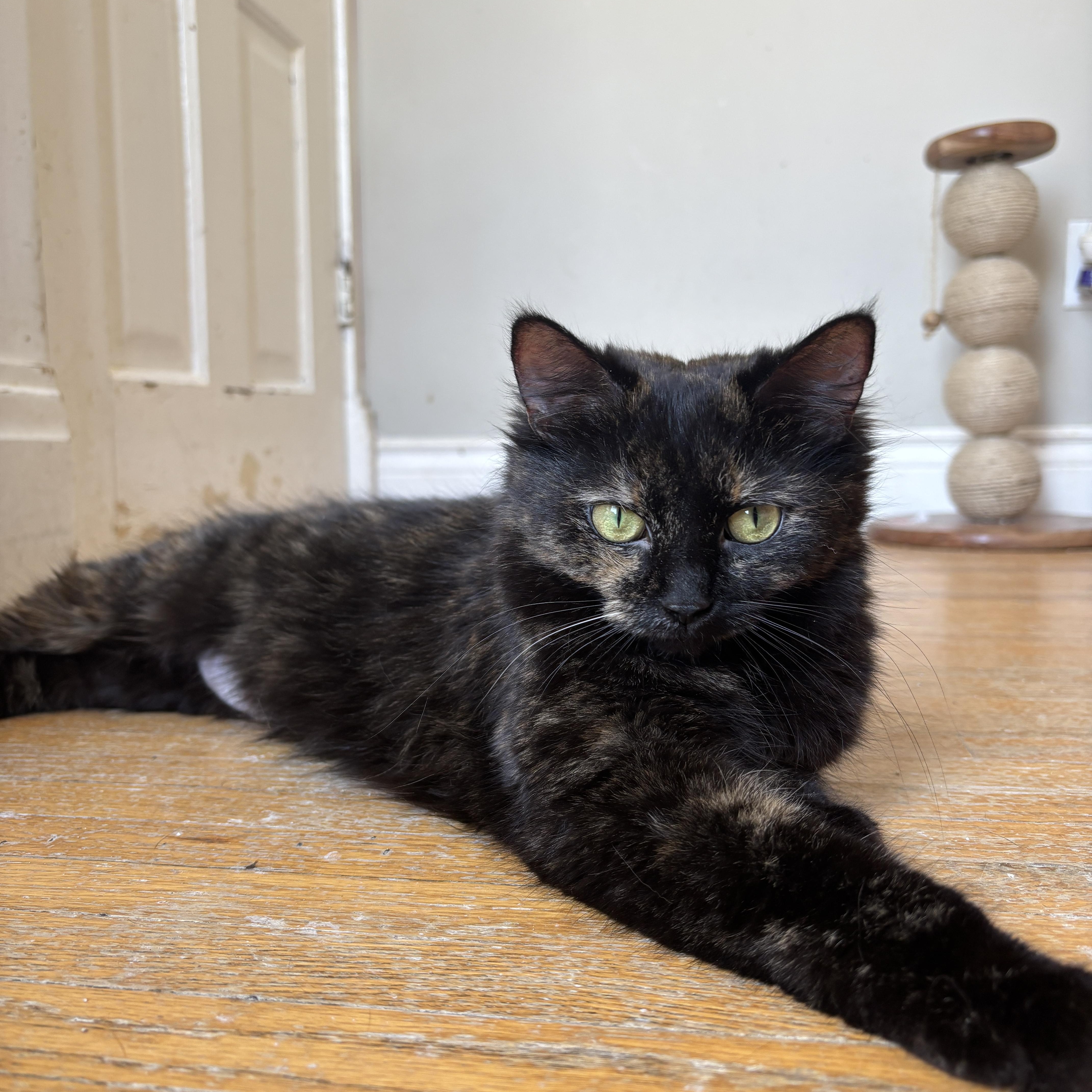 Enlarge STELLAH, a ADOPTABLE Tortoiseshell in Shakespeare, ON image 6/6
