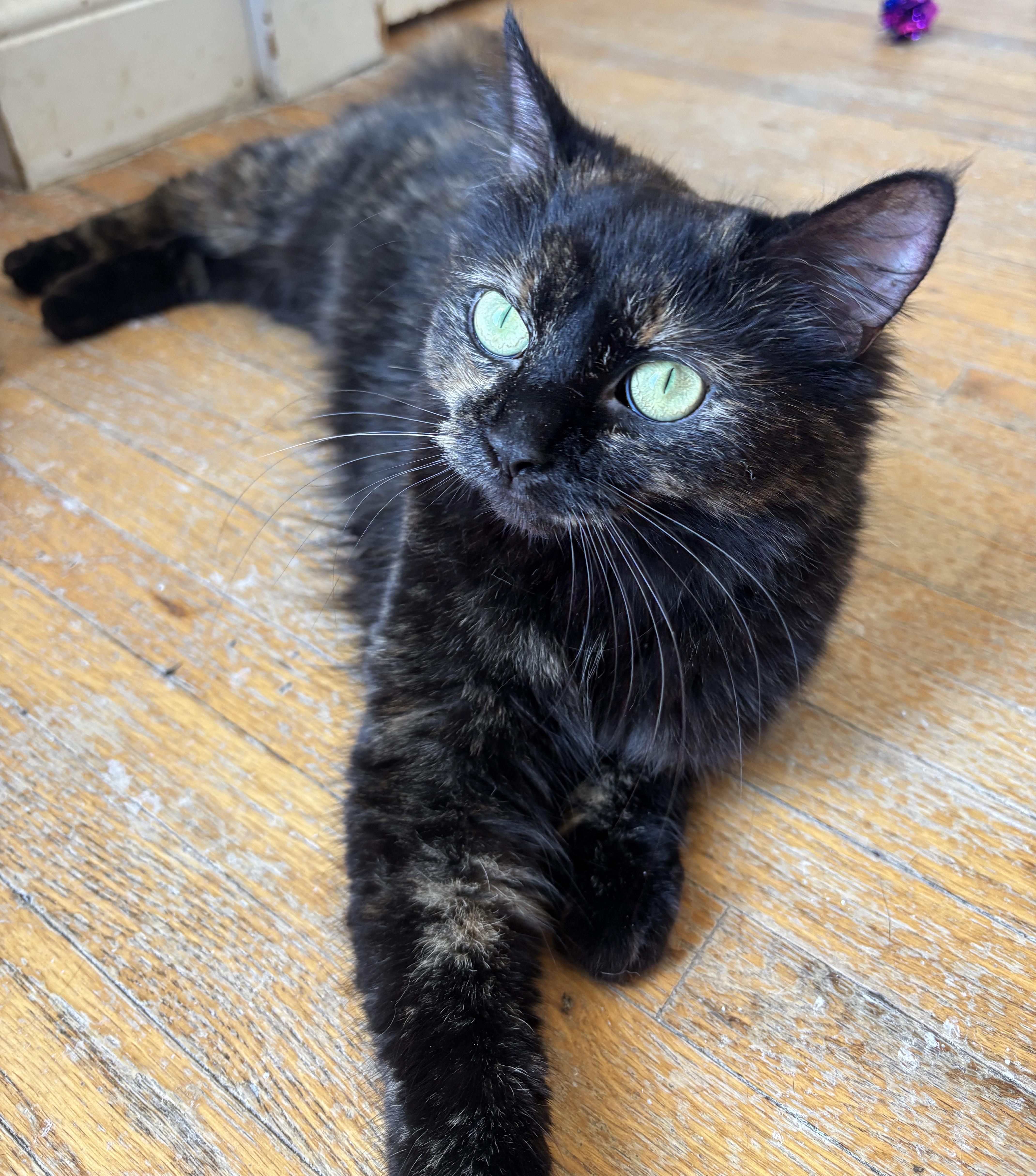 Enlarge STELLAH, a ADOPTABLE Tortoiseshell in Shakespeare, ON image 3/6