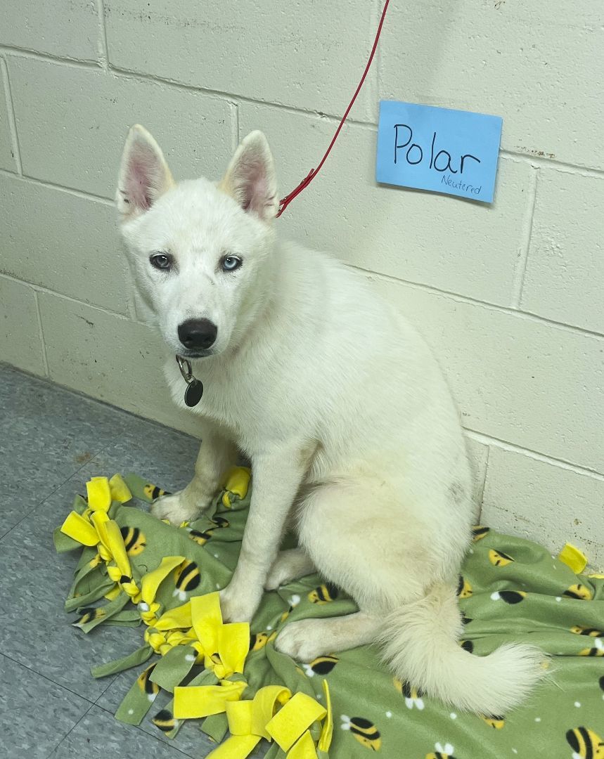 Polar, Adopted, Puppy Male Husky.