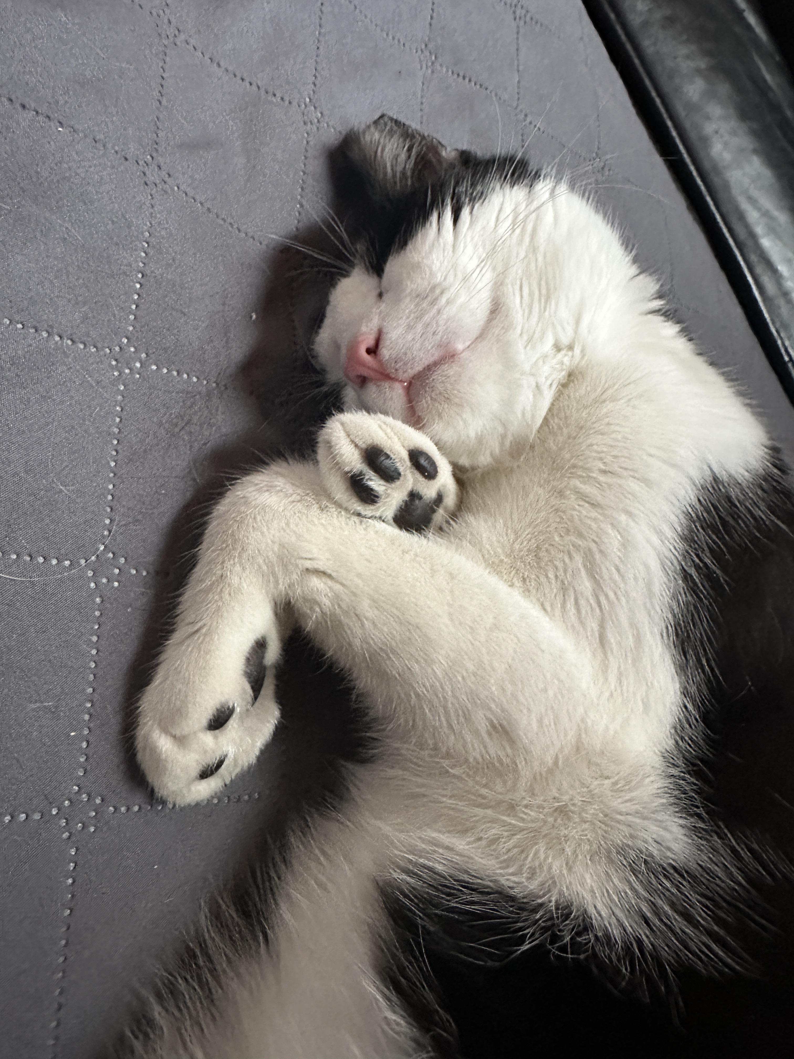 Apollo, a Adopted American Shorthair in Flanders, NJ image 2/5