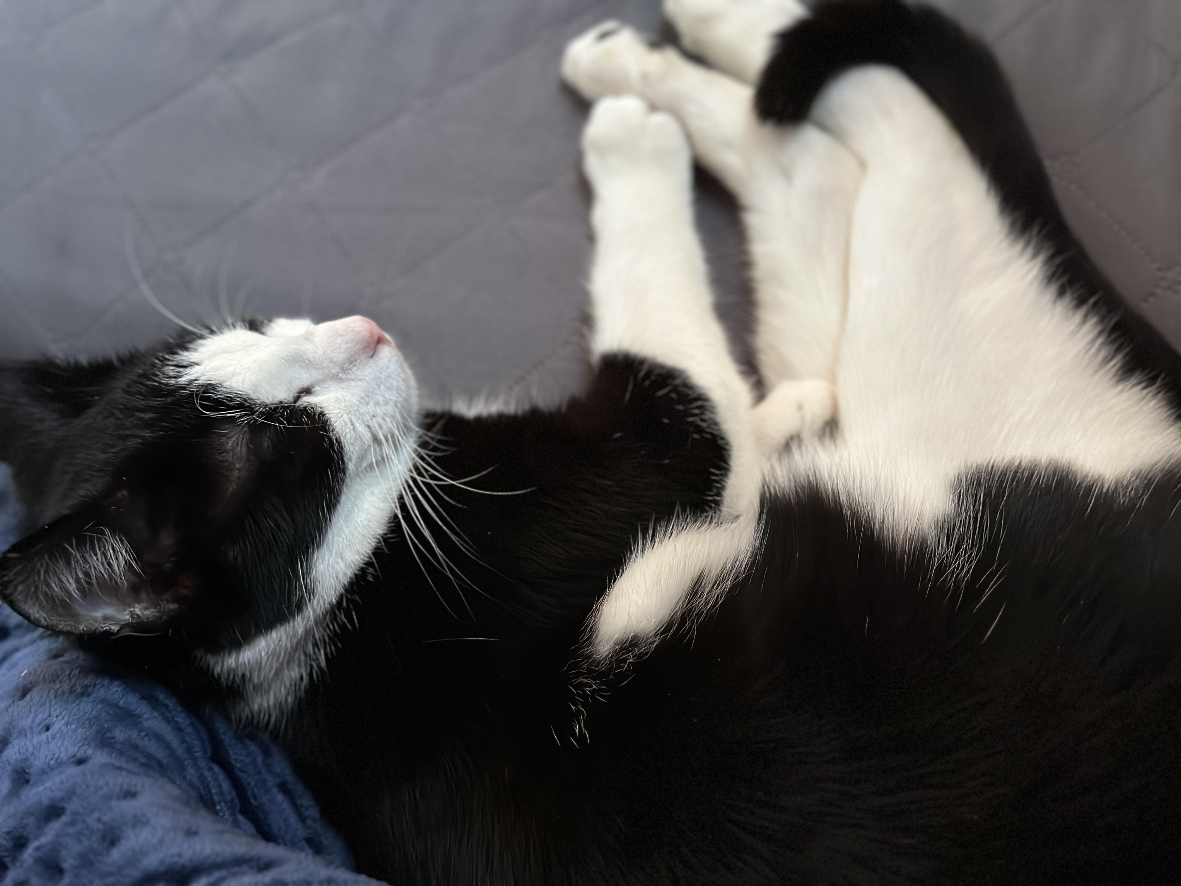 Apollo, a Adopted American Shorthair in Flanders, NJ image 4/5