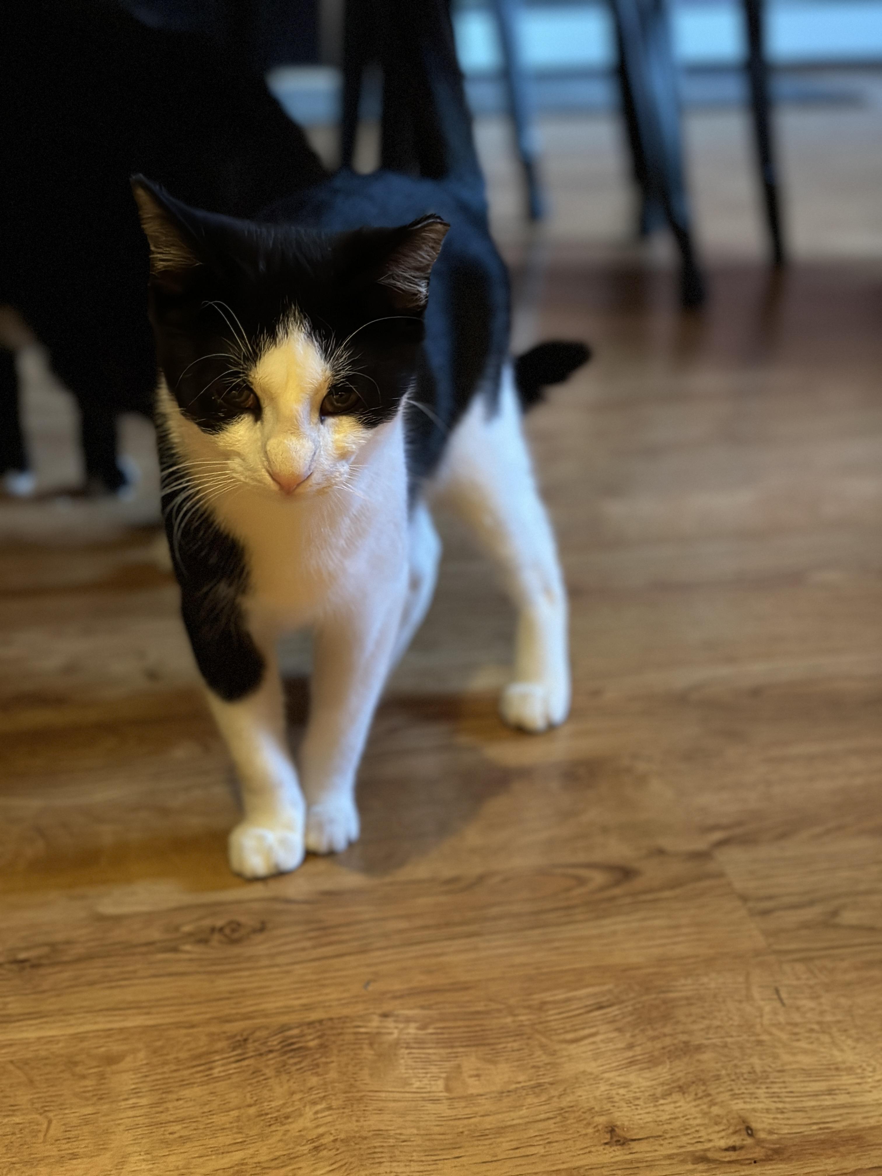 Apollo, a Adopted American Shorthair in Flanders, NJ image 3/5