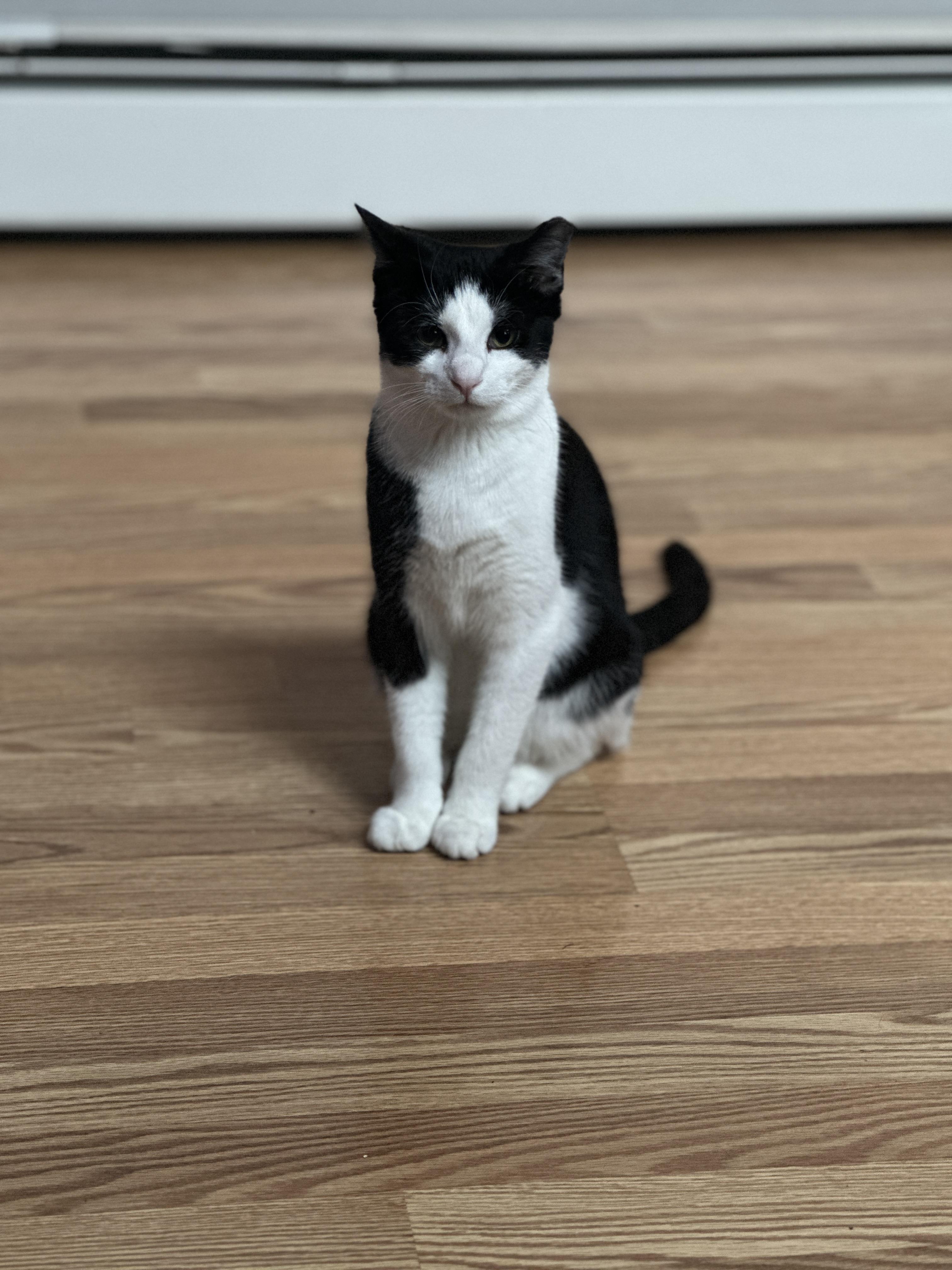 Apollo, Adopted, Young Male American Shorthair.