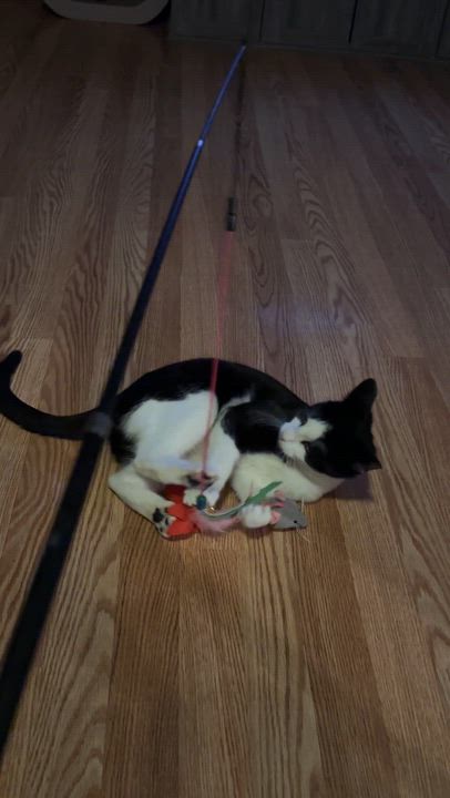 Enlarge Apollo, a Adopted American Shorthair in Flanders, NJ video 5/5