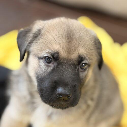 Buford, Adoptable, Puppy Male German Shepherd Dog & Husky.