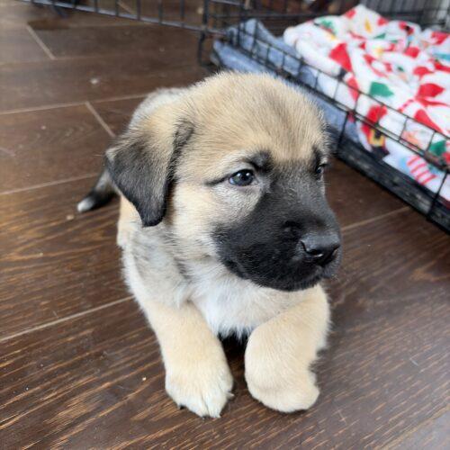 Enlarge Buford, a Adoptable mixed breed in Vienna, ON image 2/6
