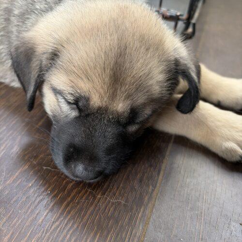 Enlarge Buford, a Adoptable mixed breed in Vienna, ON image 3/6