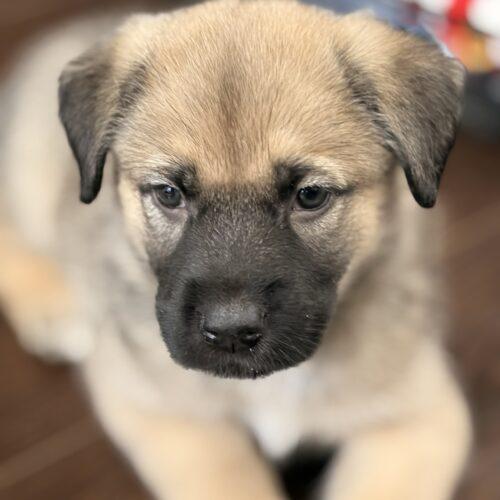 Enlarge Buford, a Adoptable mixed breed in Vienna, ON image 4/6