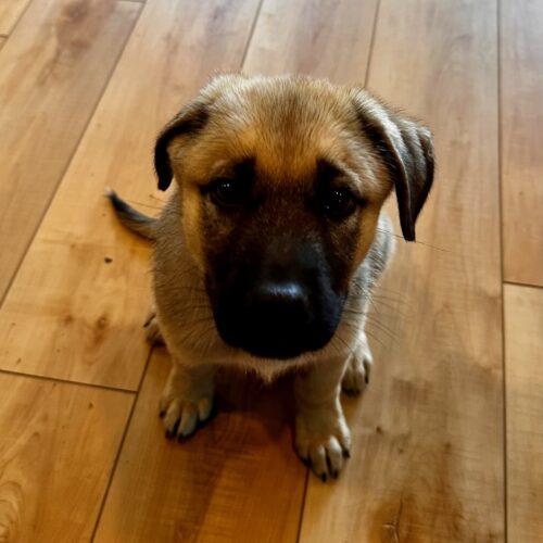 Buford, a Adoptable mixed breed in Vienna, ON image 2/5