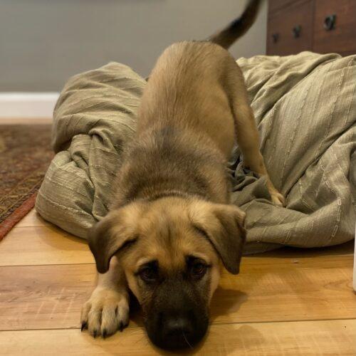 Buford, a Adoptable mixed breed in Vienna, ON image 3/5