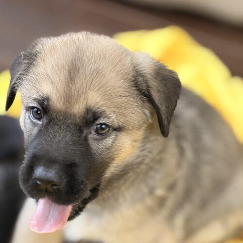 Enlarge Buford, a Adoptable mixed breed in Vienna, ON image 5/6