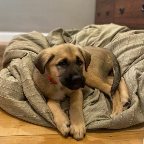 Buford, a Adoptable mixed breed in Vienna, ON image 4/5