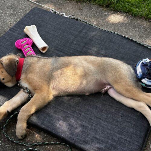 Buford, a Adoptable mixed breed in Vienna, ON image 5/5
