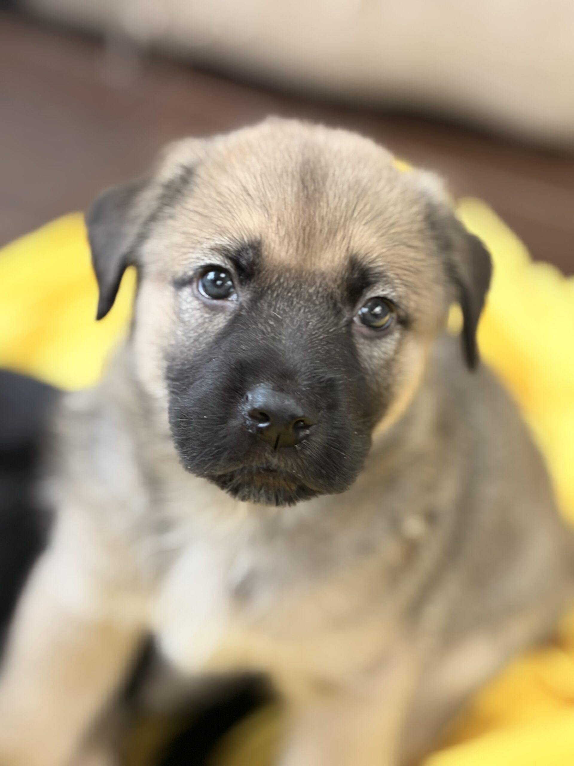 Enlarge Buford, a Adoptable mixed breed in Vienna, ON image 6/6