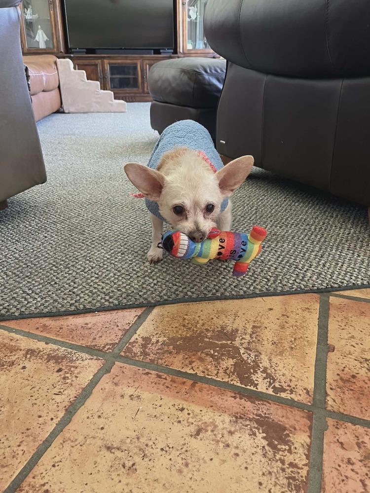 Adriano, Adoptable, Senior Male Chihuahua & Poodle.