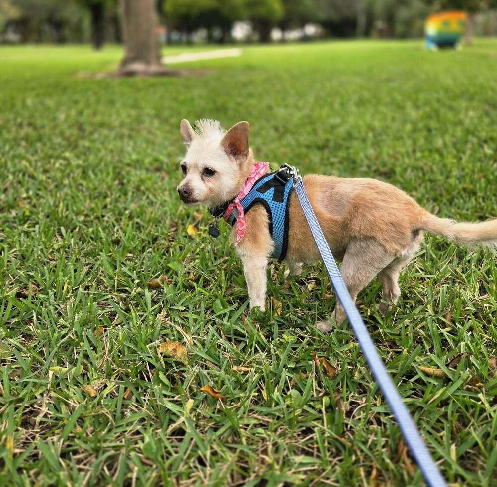 Adriano, a Adoptable mixed breed in Plantation, FL image 1/6