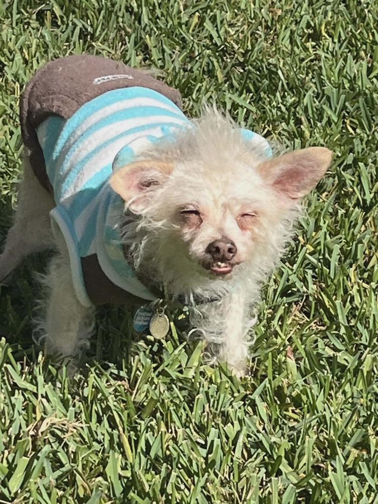 Enlarge Adriano, a Adoptable mixed breed in Plantation, FL image 1/5