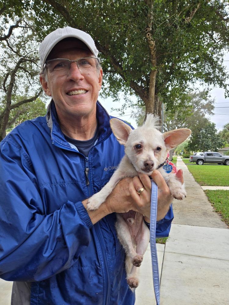 Adriano, a Adoptable mixed breed in Plantation, FL image 2/6