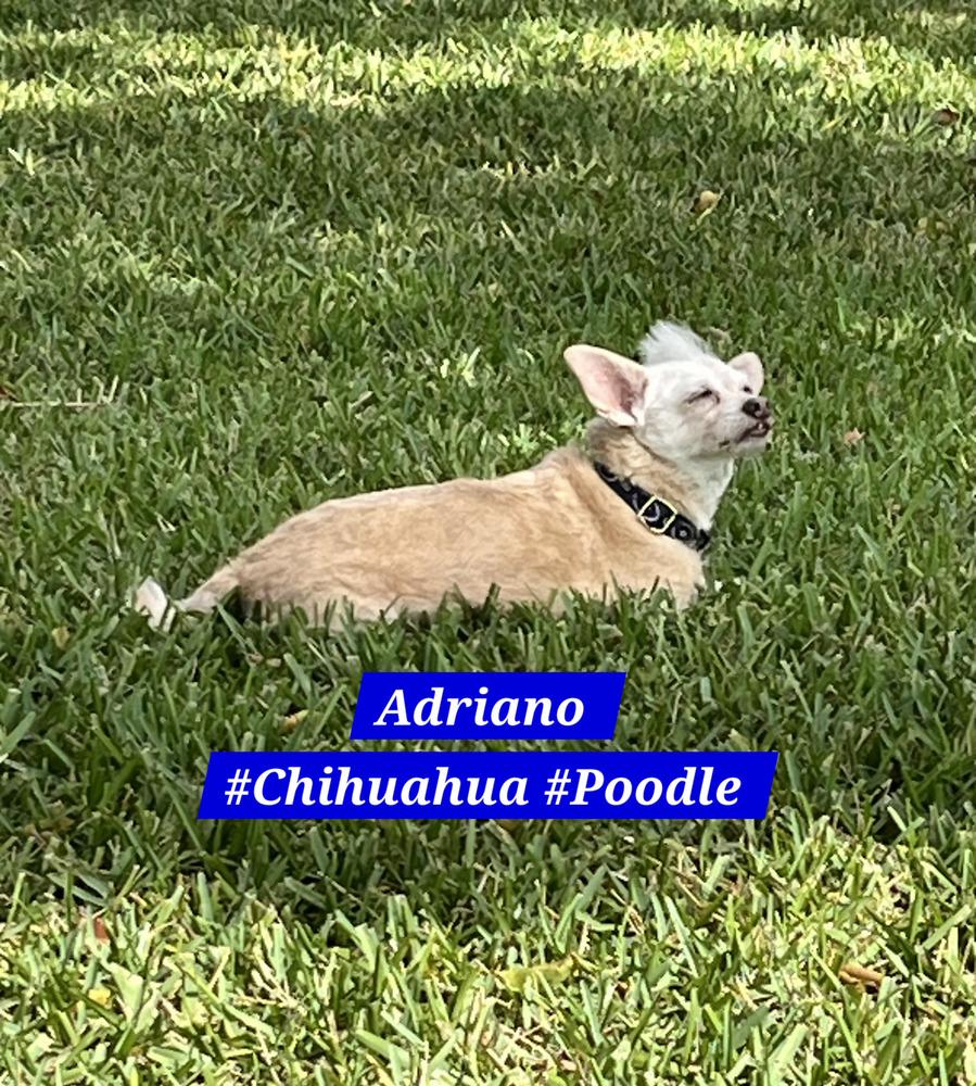 Adriano, a Adoptable mixed breed in Plantation, FL image 3/6
