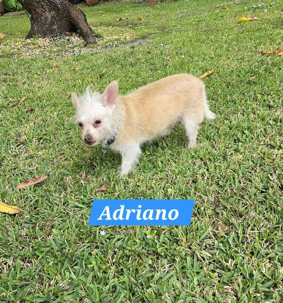 Enlarge Adriano, a Adoptable mixed breed in Plantation, FL image 2/5