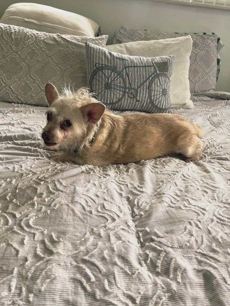 Enlarge Adriano, a Adoptable mixed breed in Plantation, FL image 3/5