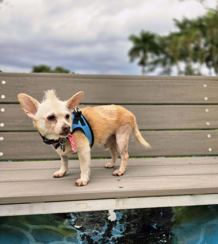Adriano, a Adoptable mixed breed in Plantation, FL image 6/6