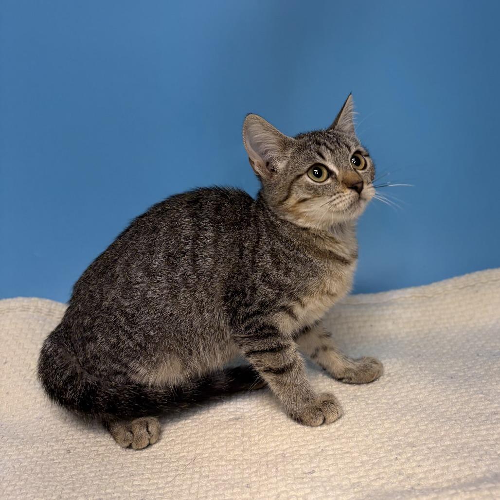 Enlarge Froggie, a Adoptable Domestic Short Hair in San Antonio, TX image 1/4