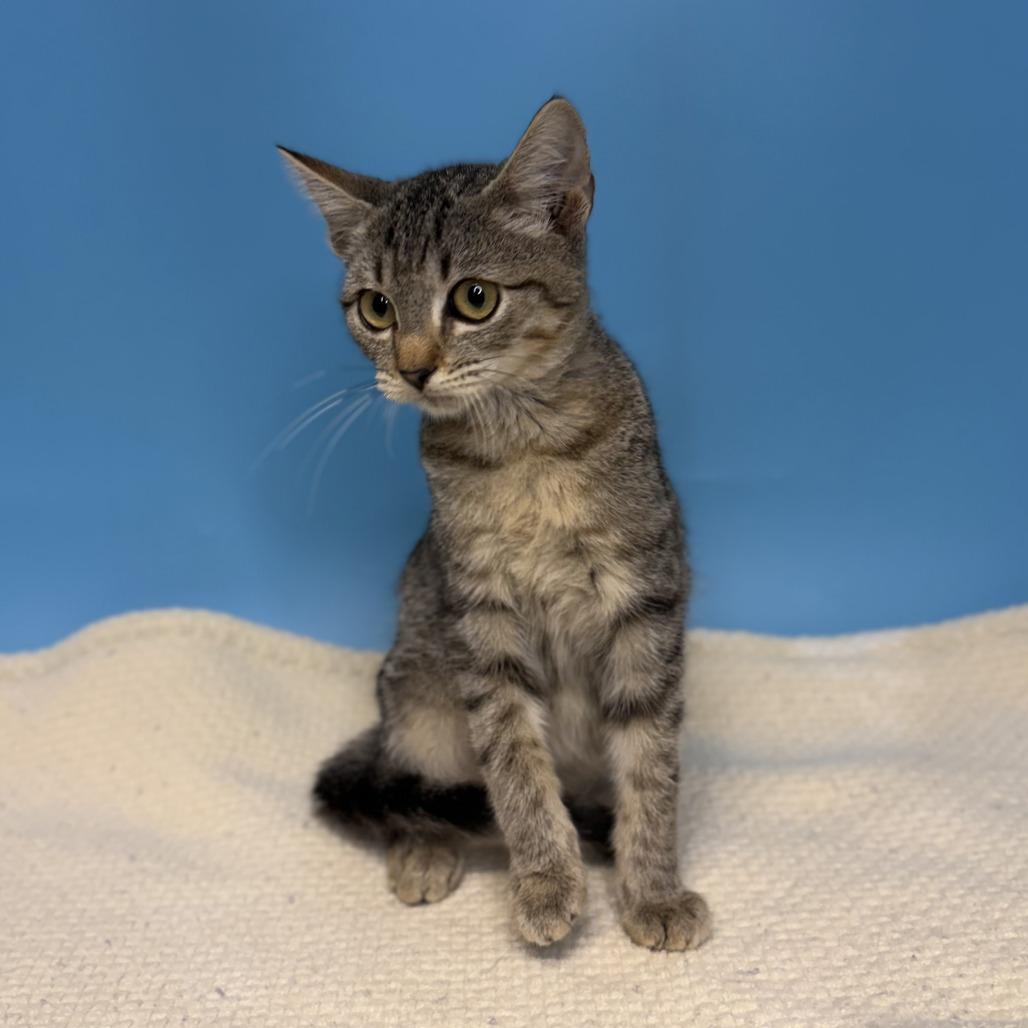 Enlarge Froggie, a Adoptable Domestic Short Hair in San Antonio, TX image 2/4
