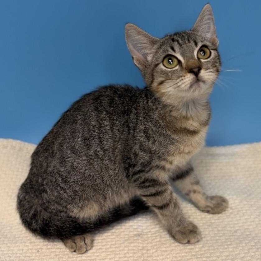 Enlarge Froggie, a Adoptable Domestic Short Hair in San Antonio, TX image 3/4