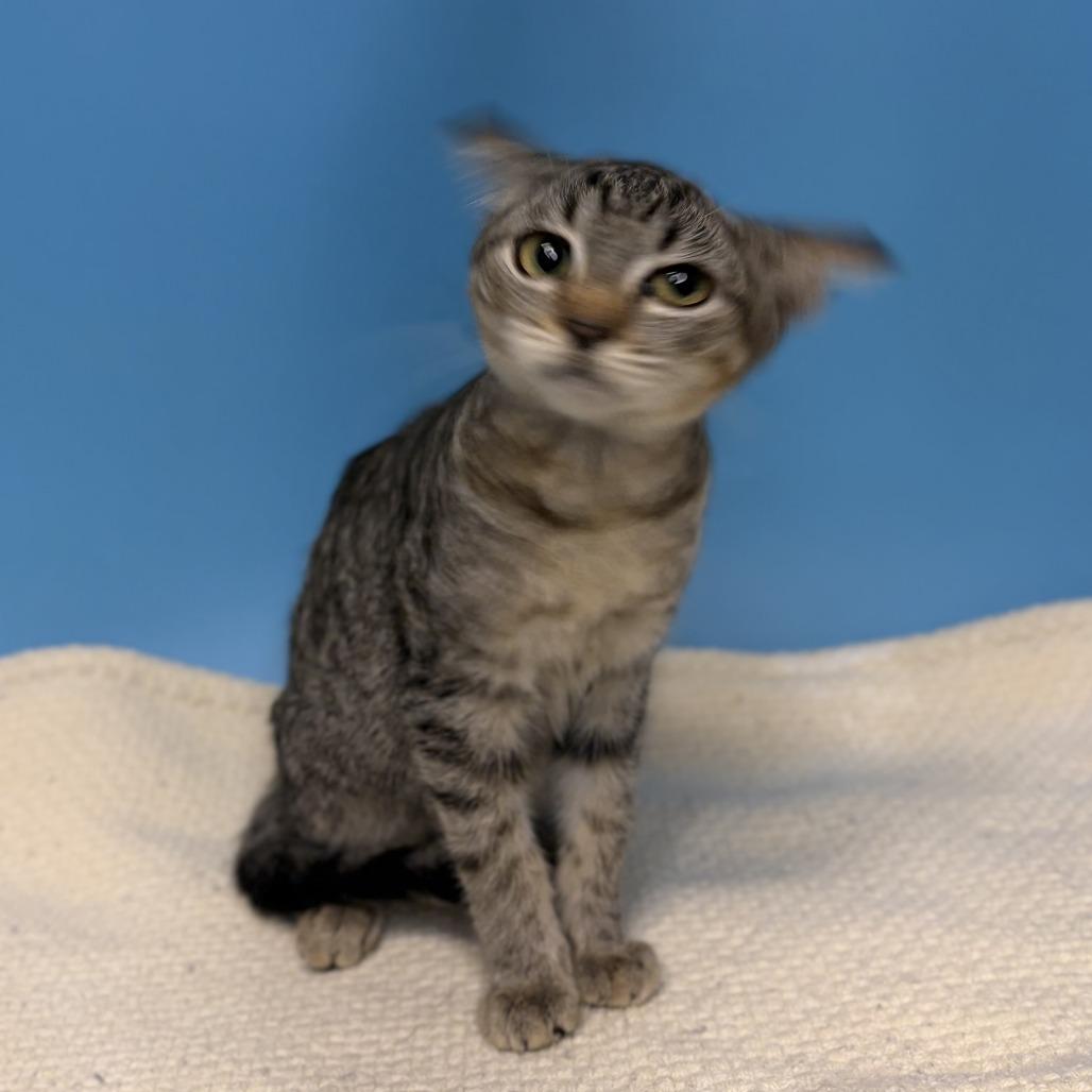 Enlarge Froggie, a Adoptable Domestic Short Hair in San Antonio, TX image 4/4