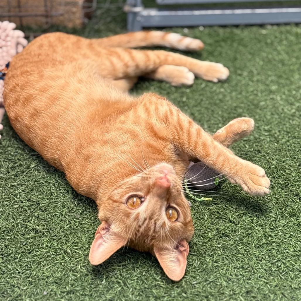 Enlarge Arnie, a Adoptable Domestic Short Hair in San Pablo, CA image 1/2
