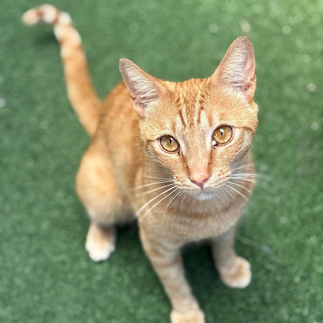 Enlarge Arnie, a Adoptable Domestic Short Hair in San Pablo, CA image 2/2
