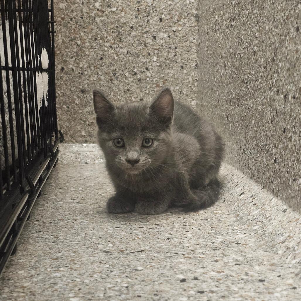 Vesuvius, Adoptable, Kitten Male Domestic Short Hair.