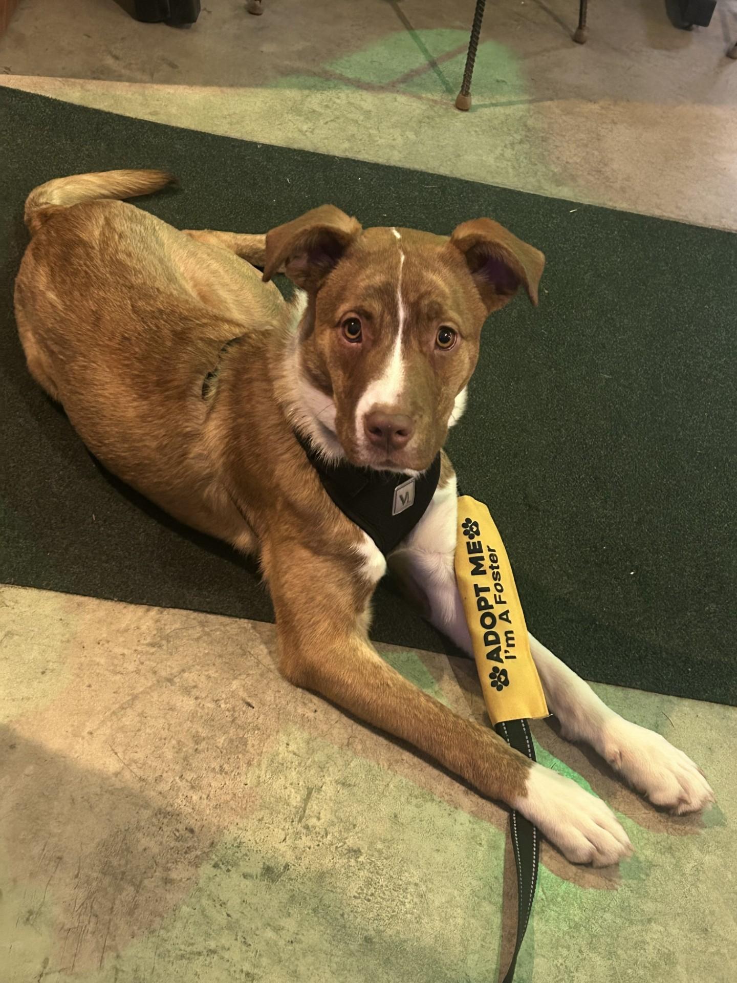 Enlarge Laverne, a ADOPTABLE mixed breed in Conesus, NY image 4/5