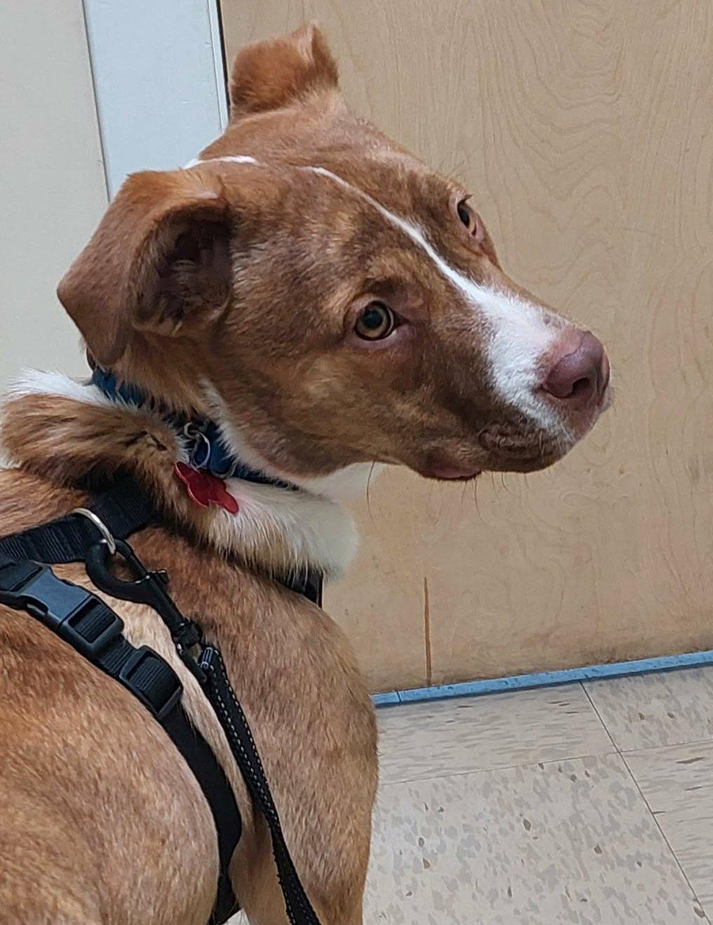 Enlarge Laverne, a ADOPTABLE mixed breed in Conesus, NY image 1/5