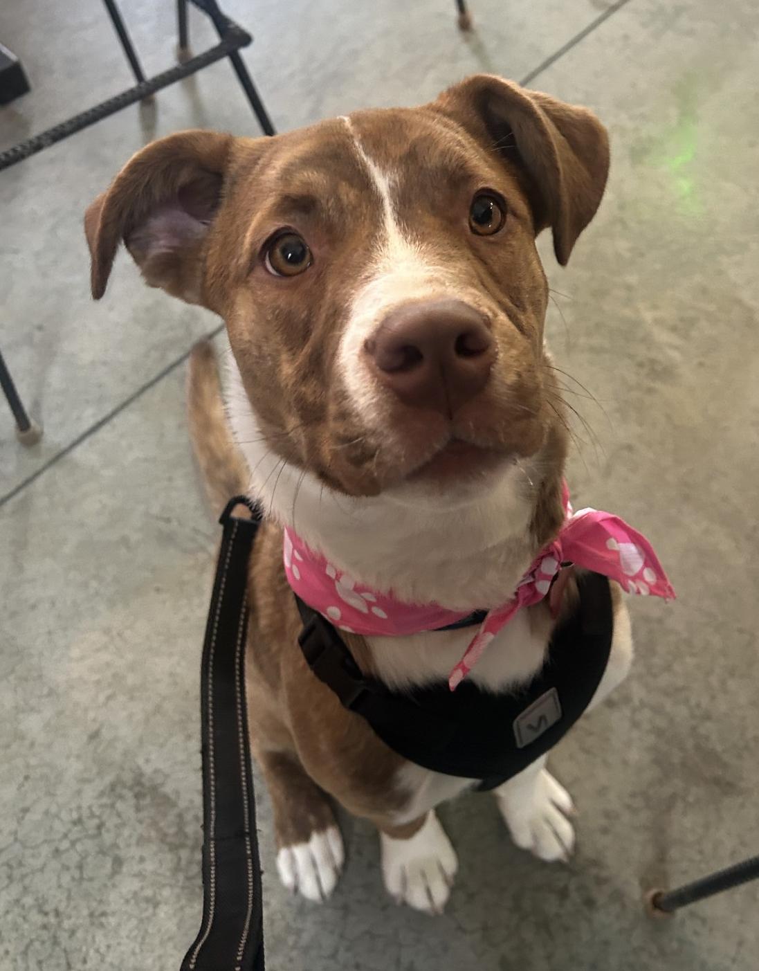 Enlarge Laverne, a ADOPTABLE mixed breed in Conesus, NY image 2/5